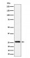 TEMT Antibody