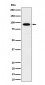 IFT88 Antibody