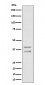 UFD1L Antibody