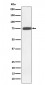 GNE Antibody