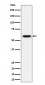 PRPF31 Antibody