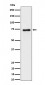 PTPRR Antibody