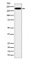 IQGAP2 Antibody