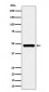 SNX5 Antibody