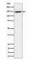TAF3 Antibody
