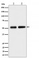 Septin 8 Antibody