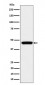 MK3 Antibody
