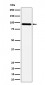 TNS4 Antibody