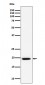 UFC1 Antibody