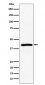 TMEM43 Antibody