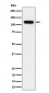 NOLC1 Antibody