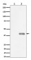 Phospho-PBK/TOPK (Thr9) Antibody