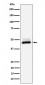 DNAJA4 Antibody