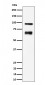 TAGAP Antibody