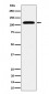 SEC24D Antibody