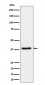 UCHL5IP Antibody