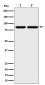 RAB45 Antibody