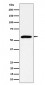 PRPF4 Antibody