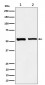 SNX4 Antibody