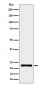 CRCP Antibody