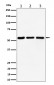 PRPF4 Antibody