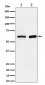 ATE1 Antibody