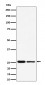 PMF1 Antibody