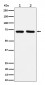 PREPL Antibody