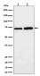 PREPL Antibody