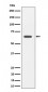 SOCS7 Antibody