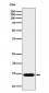 IL22 Antibody