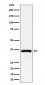 GAS2 Antibody