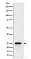 GSTA4 Antibody