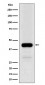 NFE2 Antibody
