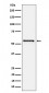 PTBP2 Antibody