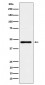 Lunatic Fringe Antibody