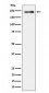 Phospho-LRP6 (S1490) Antibody