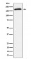Phospho-AS160 (T642) Antibody