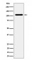 EXOC2 Antibody