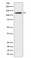 Palladin Antibody