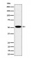 LAP3 Antibody