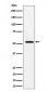 Fetuin B Antibody