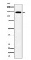 Tripeptidyl peptidase II Antibody