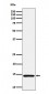 Histone H2A (mono methyl K118) Antibody
