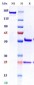 Anti-Monkeypox virus/MPXV A35R Antibody (A253)