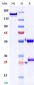 Anti-Monkeypox virus/MPXV B6R Antibody (A3)