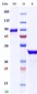 Anti-Monkeypox virus/MPXV A30L Nanobody (A130)