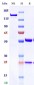 Anti-Monkeypox virus/MPXV M1R Detect Antibody（B003）