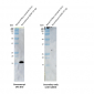 GDNF Antibody