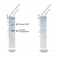 GDNF Antibody